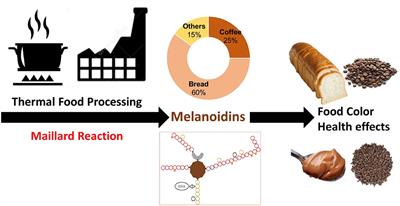 Editorial: Food Melanoidins: Chemistry and Nutrition